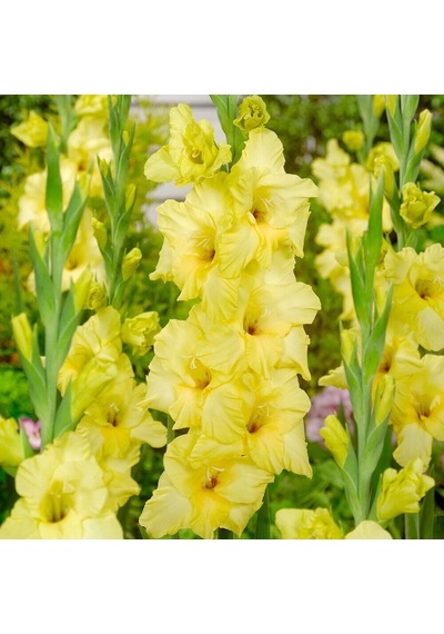 Gladiolus Bnova Lux Glayör Çiçeği Soğanı 2 Adet