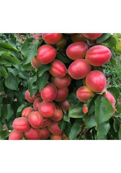 Perfect Red Kayısı Fidanı Aşılı 2 Yaş - 80-100 Tüplü