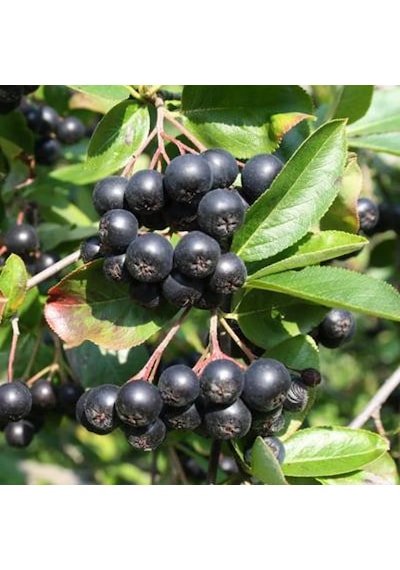 "2 Yaşında Viking Aronya Fidanı - Ve Verimli Aronia M...