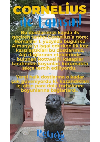 Petjoo 20.Cornelius Turuncu-Mavi Qr'lı Köpek Künyesi