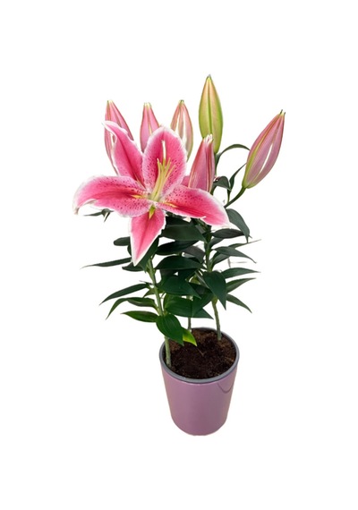 Lilium 'sunny Robyn' Lilyum Çiçeği