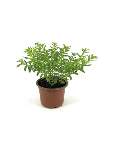 Kufeya Beyaz Çiçekli 20-25 Cm