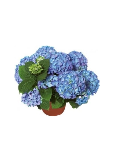Mavi Ortanca Saksılı 35 Cm