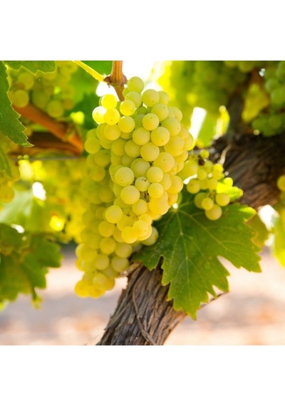 Tüplü Chardonnay Üzüm AsmaBağ Fidanı