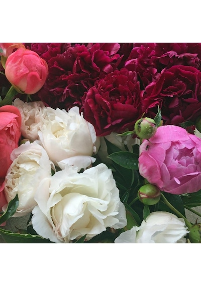 Mixed Color Peony Karışık Renkli Şakayık Çiçeği Yumrusu 3 Adet