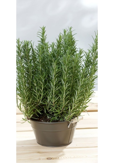 Biberiye Fidanı - Rosmarinus Officinalis 2 Yaşında Tüplü
