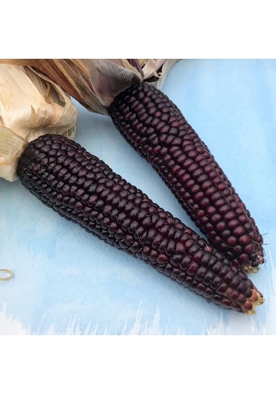 Doğal Geleneksel Japonica Striped Mısır Tohumu 10 Tohum