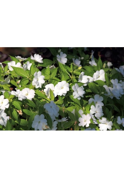 Cam Güzeli Çiçeği -impatiens Walleriana - Beyaz 10 Adet