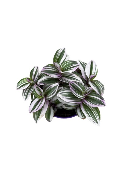 Tradescantia 'Nanouk' (Telgraf Çiçeği) Ø12 CM Y15-20 CM