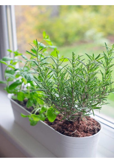 Videolu Kekik Biberiye Seti 10 20 Cm 2 Adet Kekik Biberiye Fidesi Thyme Rosemary