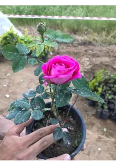 Pembe Gül Fidanı 10-25 Cm
