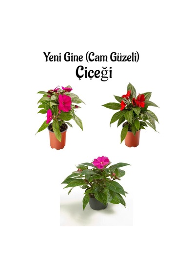 Serada Decor Plant - Kırmızı + Fuşya + Pembe Renk Yeni Gine Cam Güzeli Çiçeği 4 Adet Balkon Bitkisi 10 - 15 CM