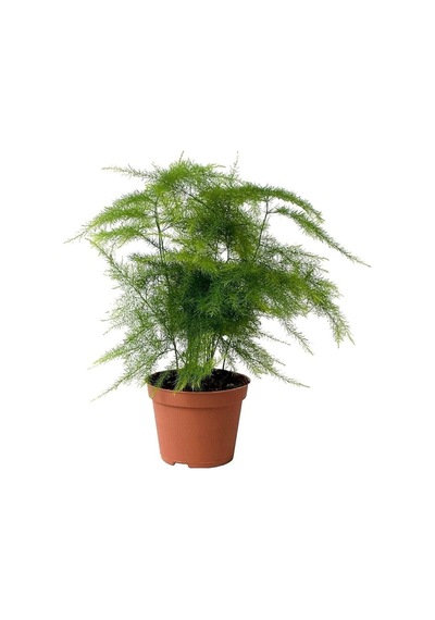 Asparagus Setaceus - Tül Çiçeği - Kuşkonmaz - Ev Ofis Salon Iç Mekan Bitkisi