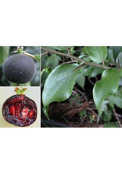 Ketembilla Fidanı 1 Yaş 15-20 Cm