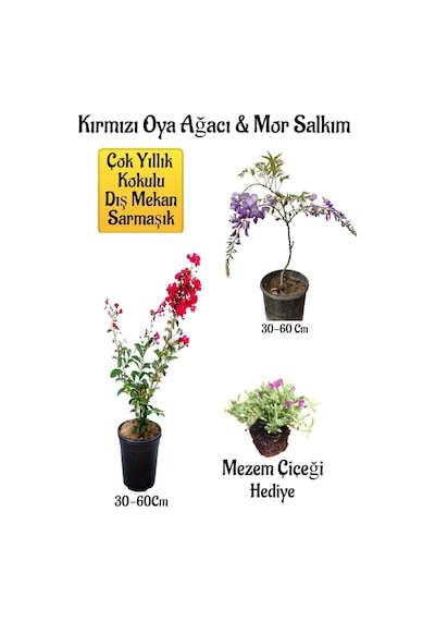 Kırmızı Oya Ağacı Fidanı+mor Salkım Ağacı Fidanı Mezem Çiçeği Bahçe Peyzaj Seti