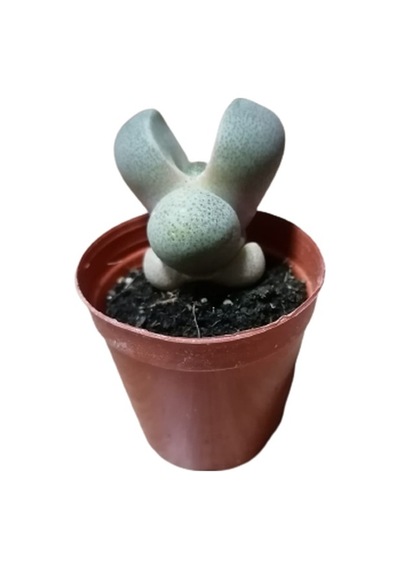 Serada Decor Plant Pleiospilos Nelii Lithops Turuncu Çiçek Açan Taş Kaktüs Yaşayan Taşlar