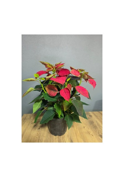 Atatürk Çiçeği Ponsetia Q17 Cm Saksı 40-50 Cm Boy - 914249334