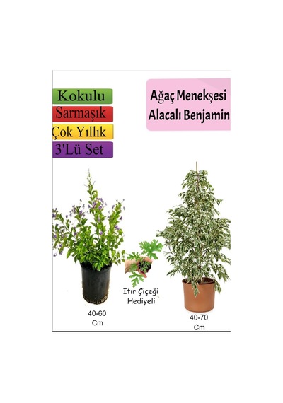 Beyaz Alacalı Benjamin Bitkisi+ Ağaç Menekşesi Duranta + Itır Çiçeği