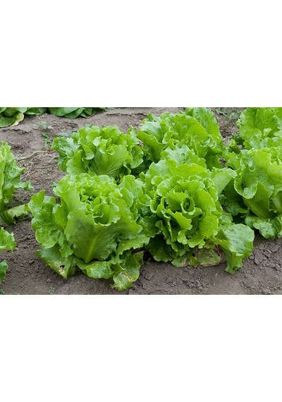 Yeşil Yapraklı Kıvırcık Marul160+ Tohum N112889