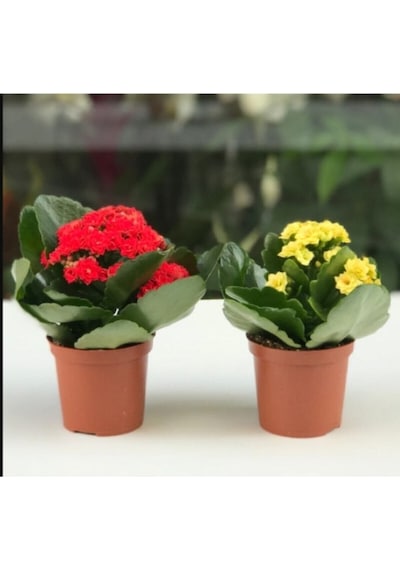 Kalanşo Çiçeği Renkli Kalanşo Çiçeği 2 Adet 10-20 Cm
