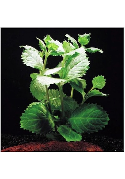 Çınar Hygrophilla Difformis Akvaryum Bitkisi Canlı Bitki 5 Dal