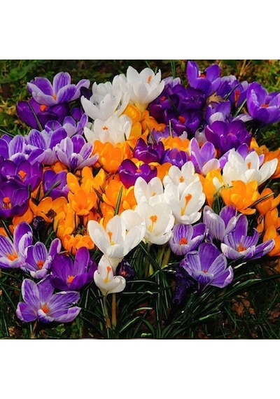 Karışık Renkli Çiğdem Mixed Crocus Soğanı 10 Adet