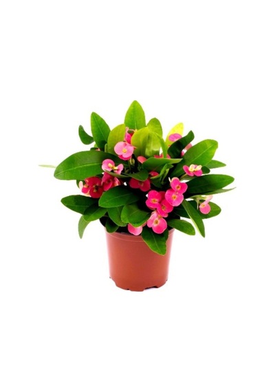 Dikenler Tacı Euphorbia Millii Saksı Çapı 12 Cm Ev Bitkisi Ofis Bitkisi Salon Bitkisi Dikenler Tacı