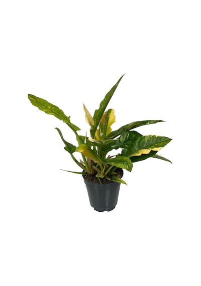 Philodendron 'Ring Of Fire' Ø14 CM Y25-30 CM