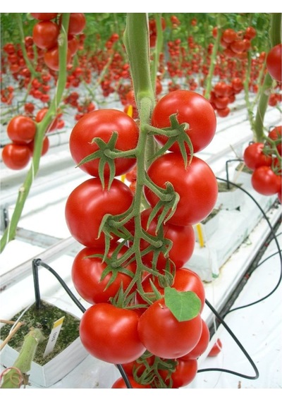Fide Vadisi Domates Tohumu Cherry 1GR