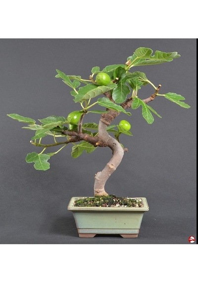 Bonsai Yeşil Incir Ağacı Tohumu Yetiştirme Kiti