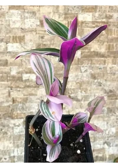 1 Adet Pembe Telgraf Çiçeği 10-15 Cm Saksılı Çiçekli Bodur Bitkiler Tradescantia Nanouk
