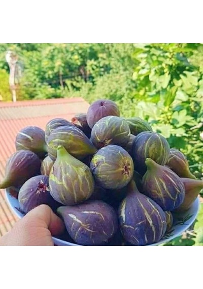 Tüplü Soğuklara Dayanıklı Geleneksel İri Meyveli Siyah Karadeniz Patlıcan İnciri Fidanı