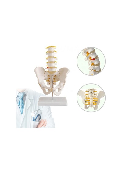 Omurga Pelvis Maketi Model 25