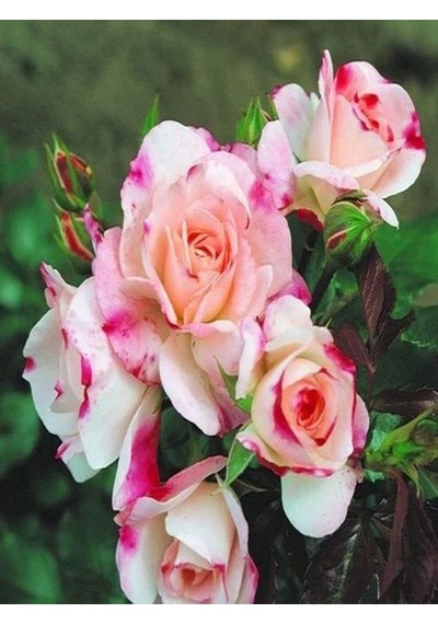 Videolu 1 Adet Pembe Beyaz Gül Fidanı 40-80cm Saksılı Rose Sapling