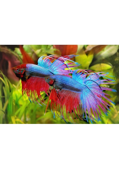 Bettagran Doğa 50 Ml 24 G - 50 Mg/kg Besleyen Doğal Astaksantin Betta İçin İnce Granüller, Ak