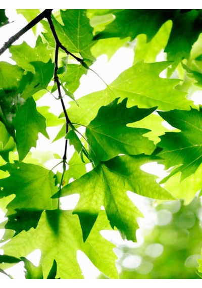 Videolu Çınar Ağacı Fidanı 70-90 Cm Saksılı Çiçekli Bodur Bitkiler Sycamore Tree