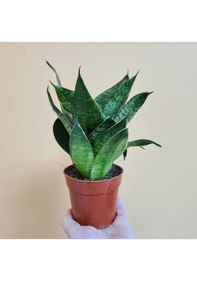 Yeşil Paşa Kılıcı – Sansevieria Hahnii 15-20 cm