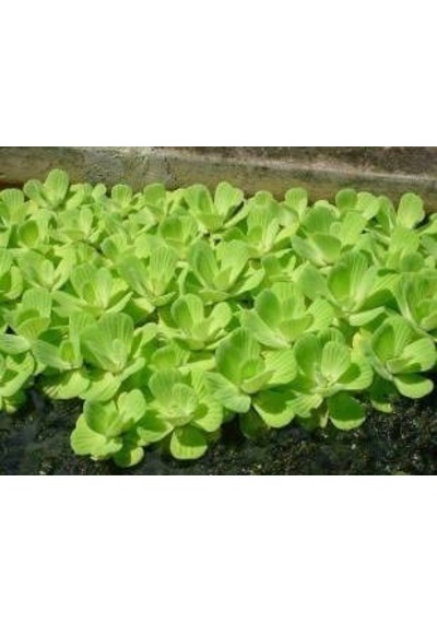 Su Marulu Su Üstü Bitkisi Suyu Filtreler, Temizler Pistia 1 Adet 7-10 Cm Akvaryum Bitkisi