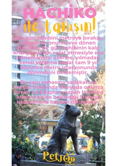 Petjoo 19.Hachiko Sarı-Pembe Qr'lı Köpek Künyesi