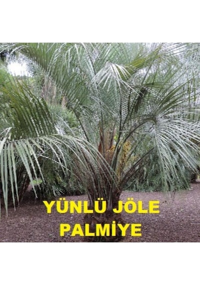 Yünlü Jöle Palmiye Tohumu 2 Adet Tohum