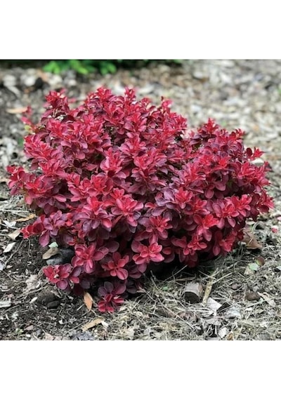 Kadın Tuzluğu Berberis Fidanı 20-40 Cm