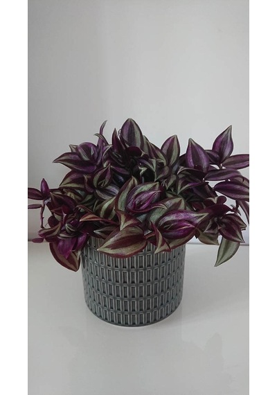 Videolu Alacalı Telgraf Çiçeği 1 Adet Saksılı/ Tüplü15-30cm Ofis Ev Bitkisi Tradescantia Zebrina