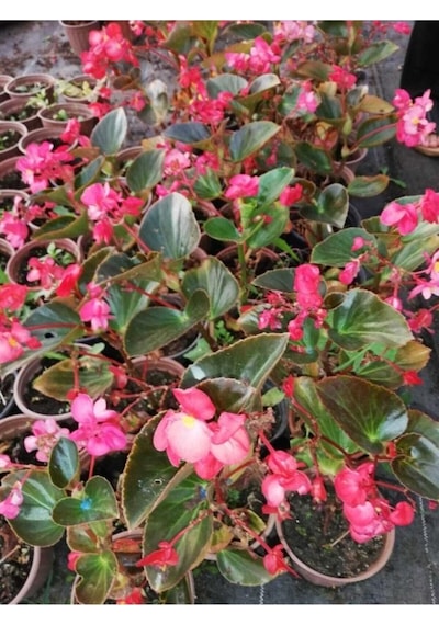 Yağlı Begonya Çiçeği Begonia Thurstonii 10-20 Cm