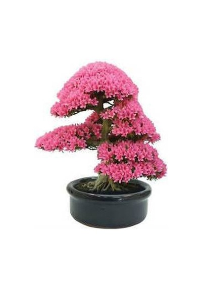 5 Adet Bodur Bonsai Pembe Erguvan Ağacı Bonzai Tohumu + To