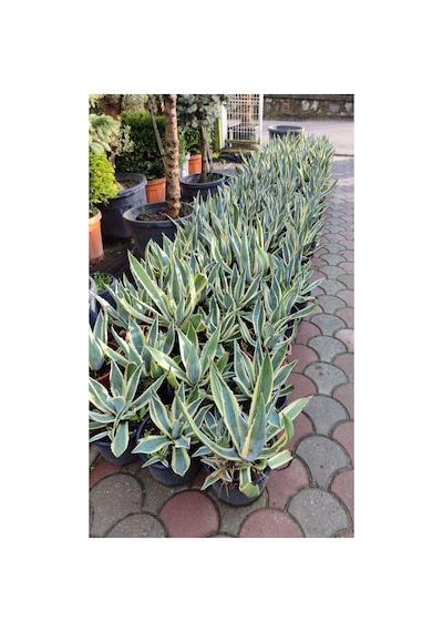 Alacalı Agave Bitkisi