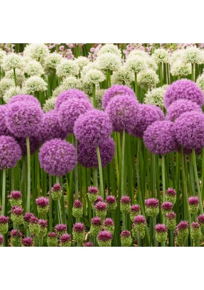 Allium Çiçeği Tohumu Mor Renk 5 Adet Tohum