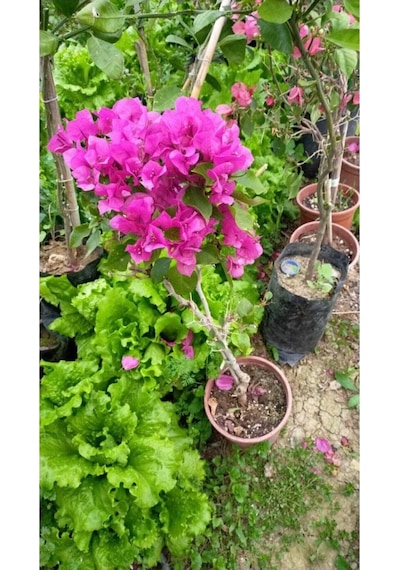 Begonvil Çiçeği Bougainvillea Bahçe Balkon Teras