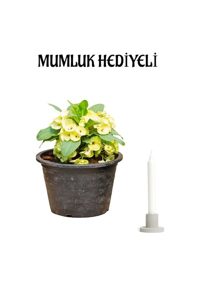 Sarı Renk Milli Dikenler Tacı Çiçeği Sevgililer Gününe Özel Mumluk Hediyeli Bitki