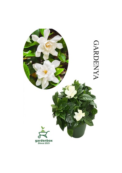 Harika Kokulu Gardenya Çiçeği 1 Adet Saksılı 20-40cm İç Mekan Çiçeği