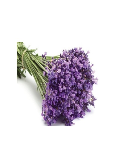 Tüplü Lavanta lavandula Fidanı-kokulu